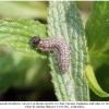 carch lavatherae larva4a